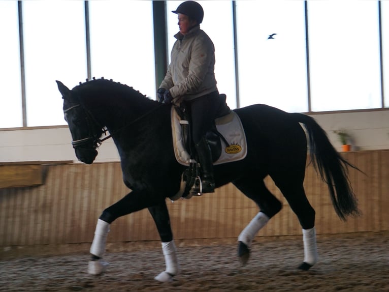 Westphalian Mare 4 years 16 hh Black in Telgte