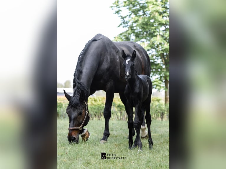 Westphalian Mare 4 years 16 hh Black in Telgte