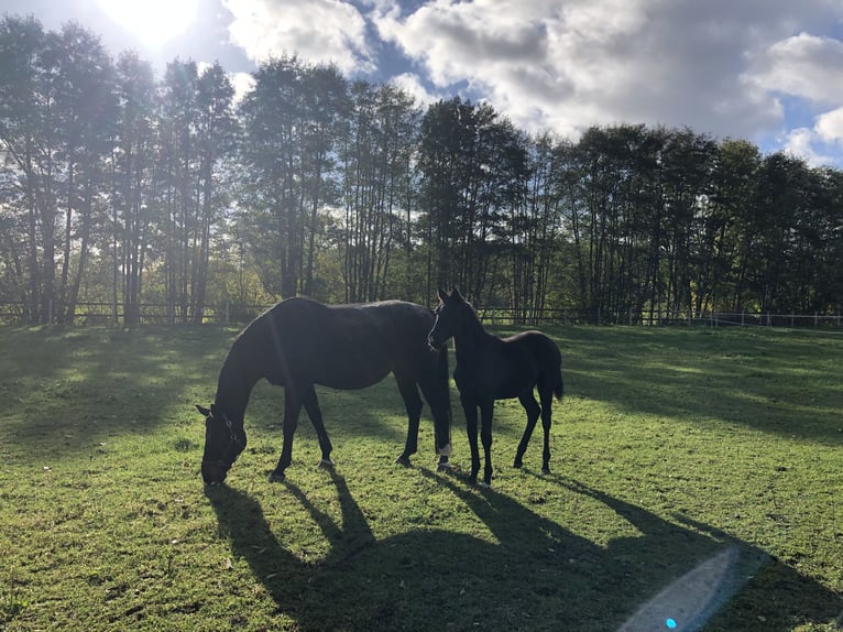 Westphalian Mare 4 years 16 hh Black in Telgte