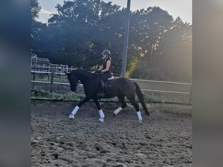 Westphalian Mare 4 years 16 hh Black in Harsewinkel