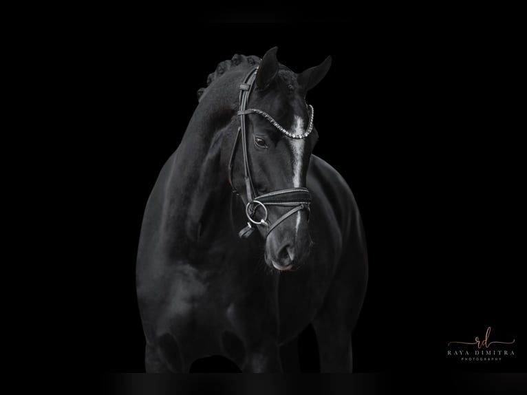 Westphalian Mare 4 years 16 hh Black in Wehringen