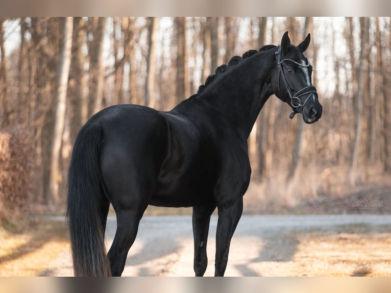 Westphalian Mare 4 years 16 hh Black in Wehringen