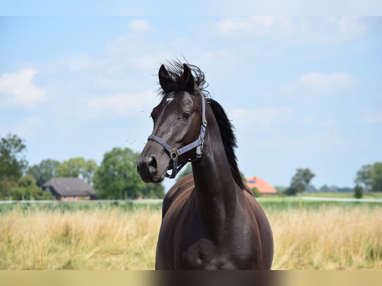 Westphalian Mare 4 years 16 hh Black in Ovelgönne