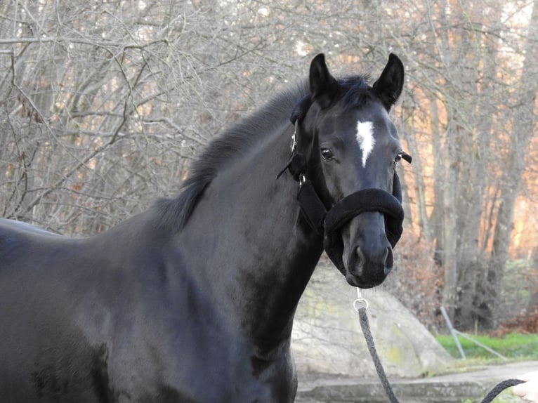 Westphalian Mare 4 years 16 hh Black in Verl