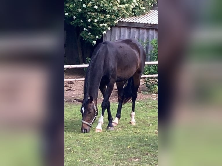 Westphalian Mare 4 years 16 hh Brown in Eckental
