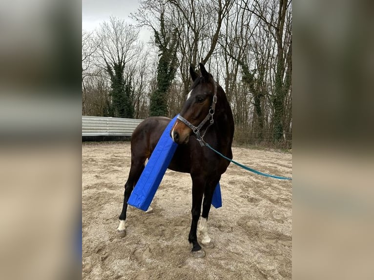 Westphalian Mare 4 years 16 hh Brown in Eckental