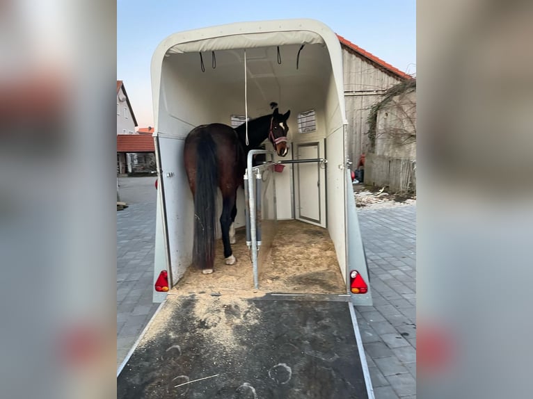 Westphalian Mare 4 years 16 hh Brown in Eckental