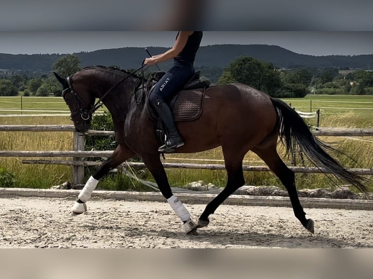 Westphalian Mare 4 years 16 hh Brown in Lichtenfels