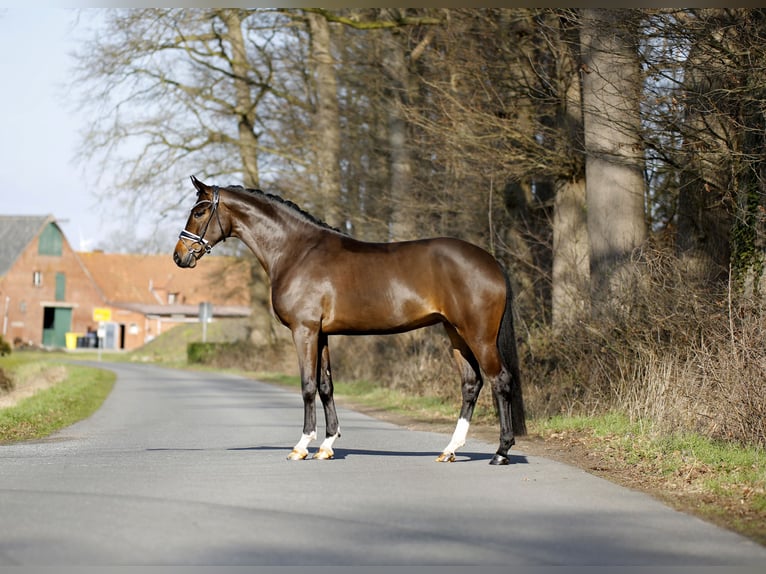 Westphalian Mare 4 years 16 hh Brown in Steinfurt