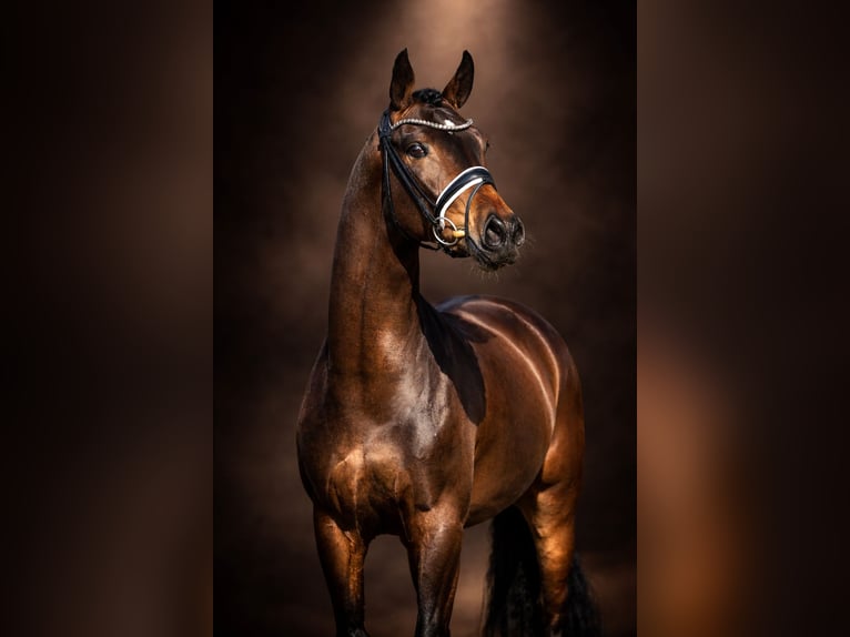 Westphalian Mare 4 years 16 hh Brown in Steinfurt