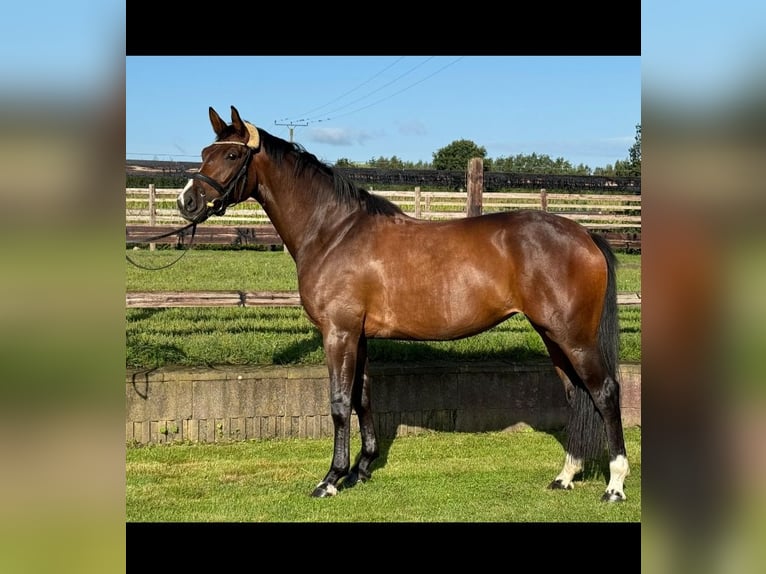 Westphalian Mare 4 years 16 hh Brown in Lünne