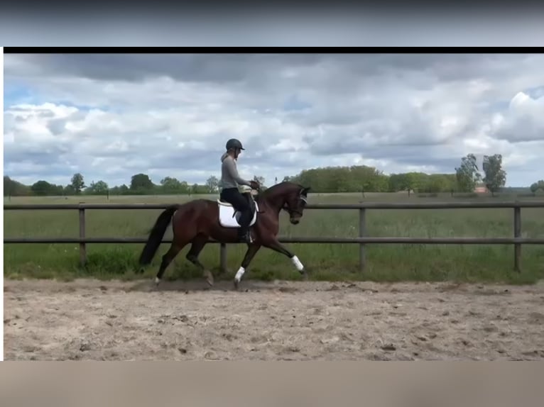 Westphalian Mare 4 years 16 hh Brown in Wagenfeld
