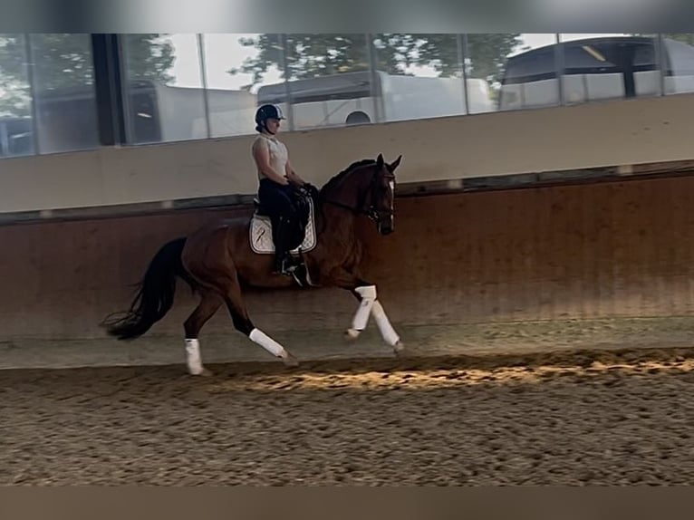 Westphalian Mare 4 years 16 hh Brown in Telgte