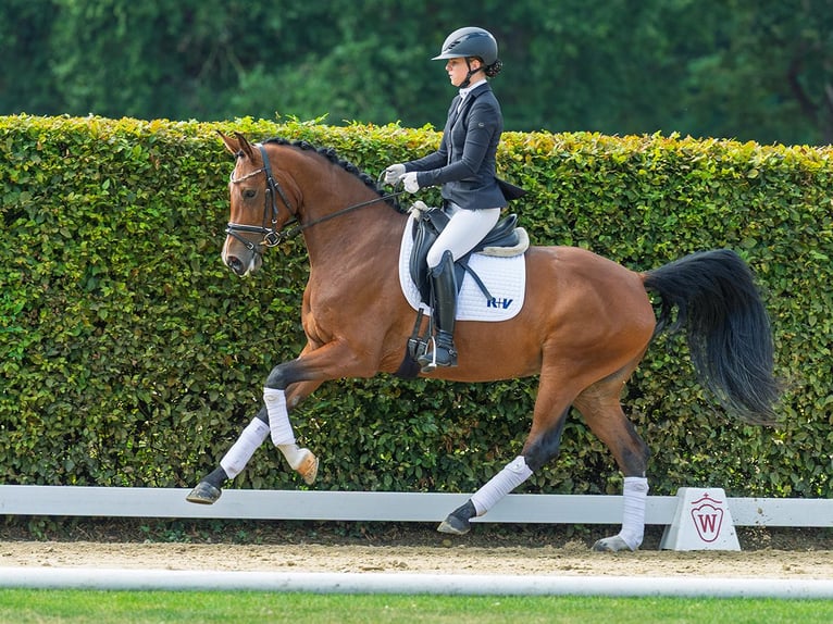 Westphalian Mare 4 years 16 hh Brown in M&#xFC;nster-Handorf