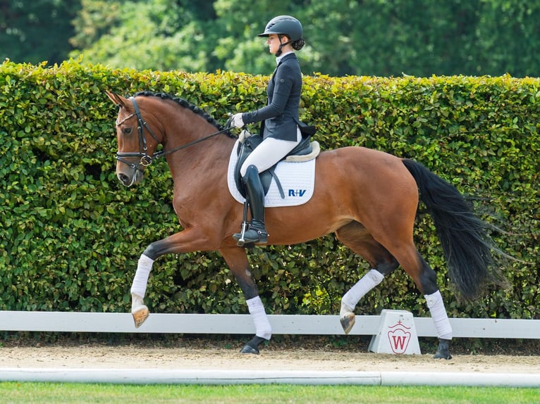Westphalian Mare 4 years 16 hh Brown in M&#xFC;nster-Handorf