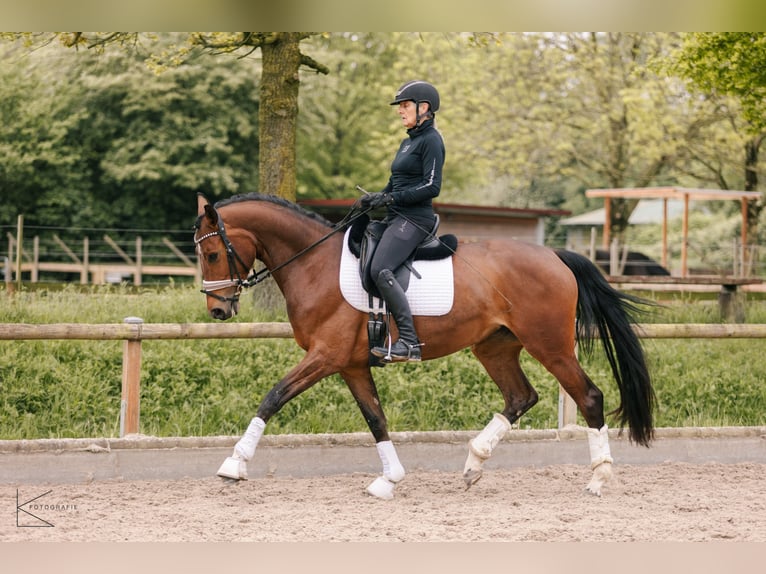 Westphalian Mare 4 years 16 hh Brown in Meerbusch