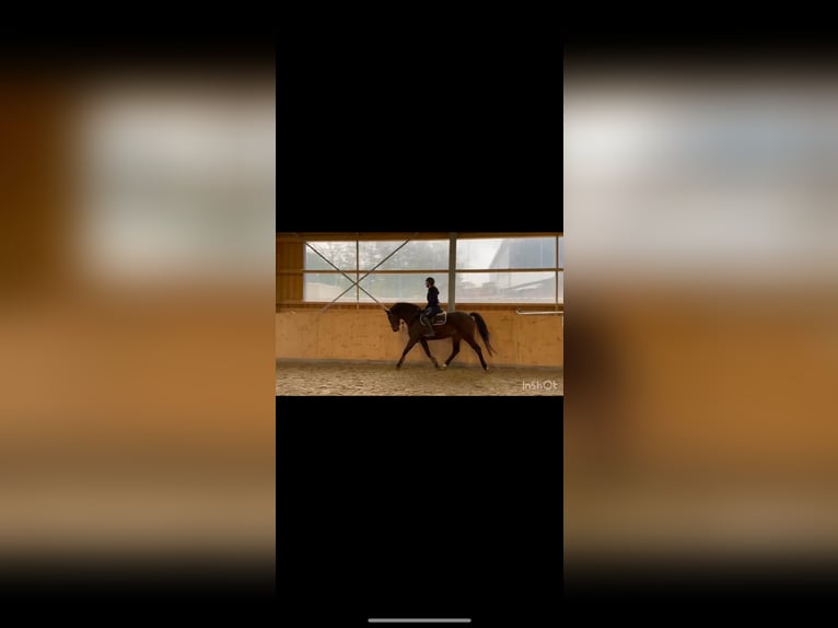 Westphalian Mare 4 years 16 hh Brown in Meinerzhagen