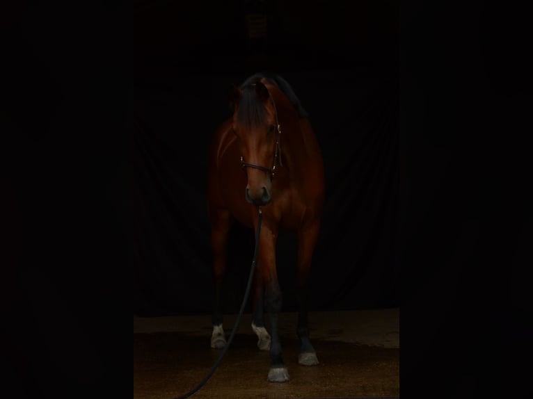 Westphalian Mare 4 years 16 hh Brown in Salzbergen