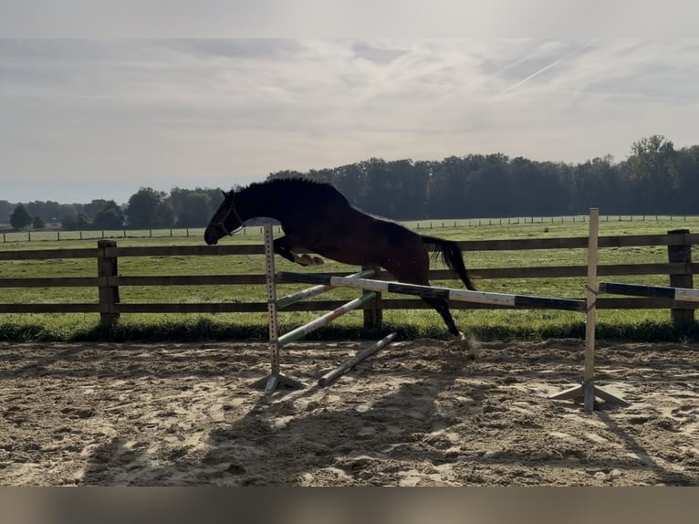 Westphalian Mare 4 years 16 hh Brown in AhausAhaus