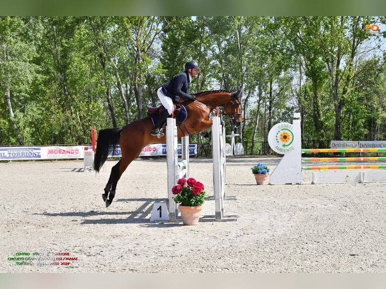 Westphalian Mare 4 years 16 hh Brown in Rivolta D&#39;Adda