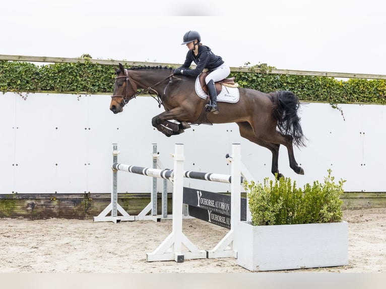 Westphalian Mare 4 years 16 hh Brown in Waddinxveen