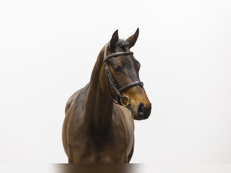 Westphalian Mare 4 years 16 hh Brown in Waddinxveen