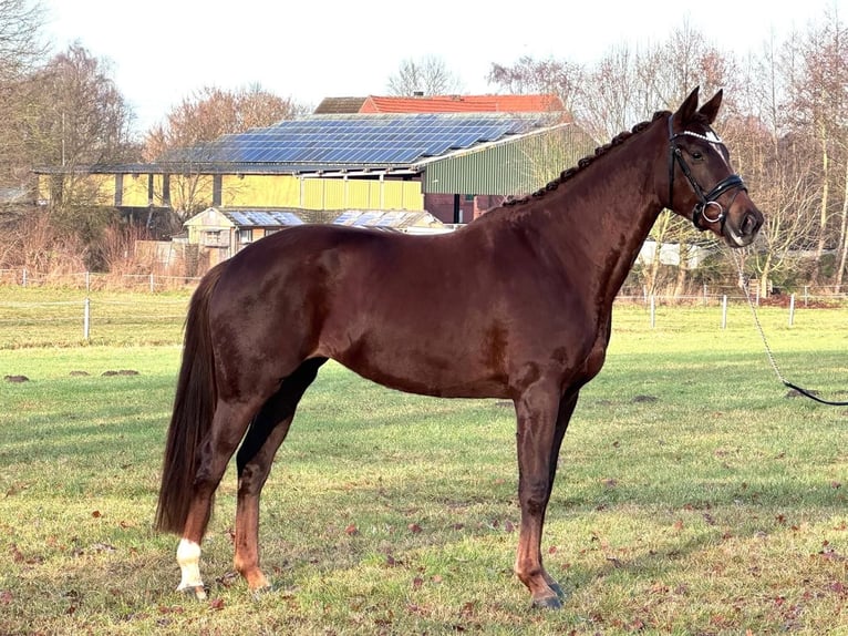 Westphalian Mare 4 years 16 hh Chestnut in Emsdetten
