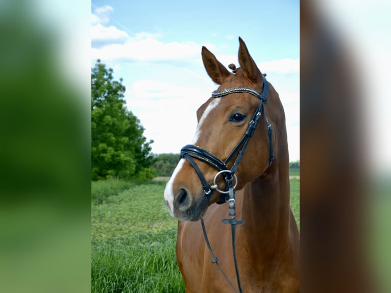 Westphalian Mare 4 years 16 hh Chestnut-Red in Soest