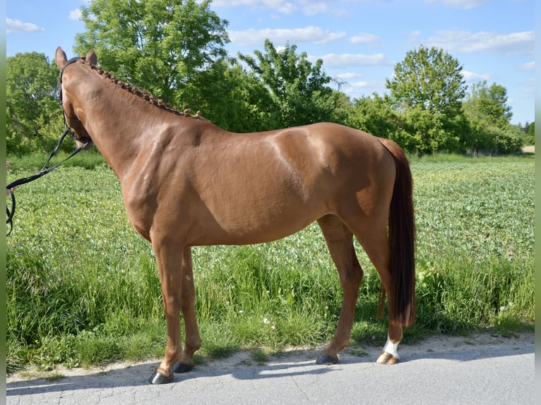Westphalian Mare 4 years 16 hh Chestnut-Red in Soest