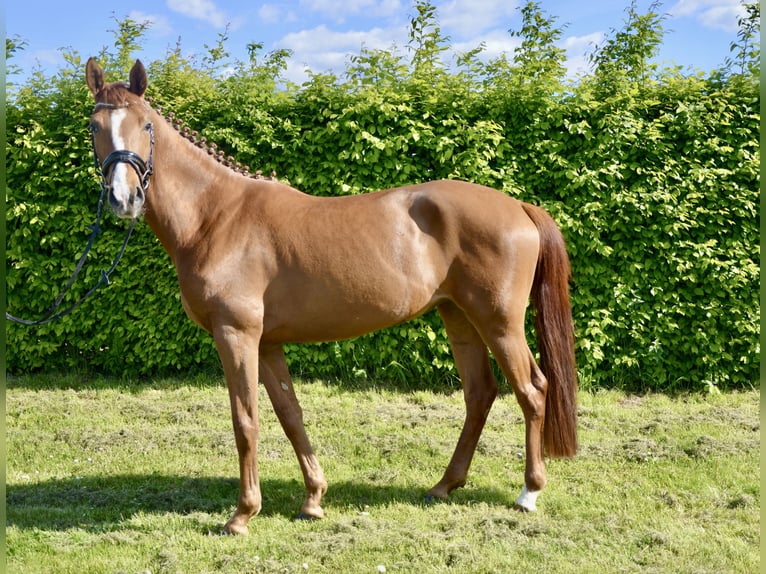 Westphalian Mare 4 years 16 hh Chestnut-Red in Soest