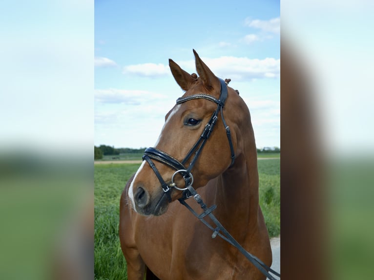 Westphalian Mare 4 years 16 hh Chestnut-Red in Soest