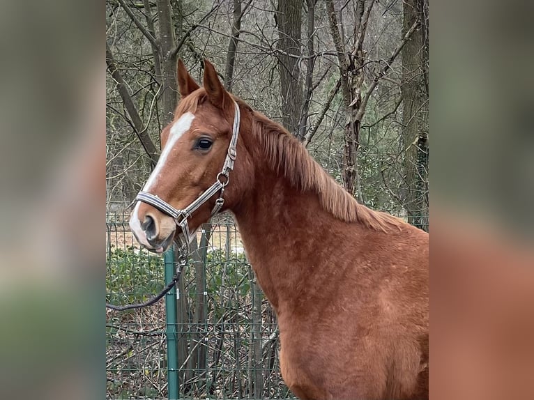 Westphalian Mare 4 years 16 hh Chestnut-Red in Verl