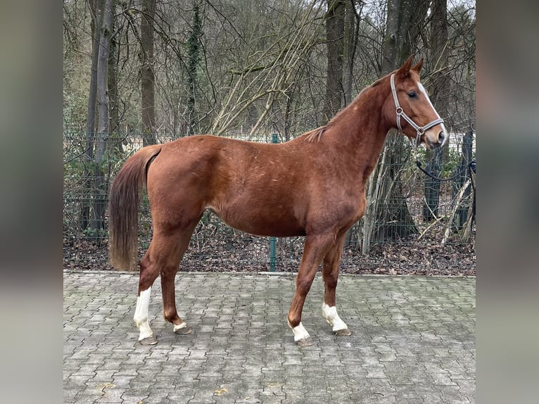 Westphalian Mare 4 years 16 hh Chestnut-Red in Verl