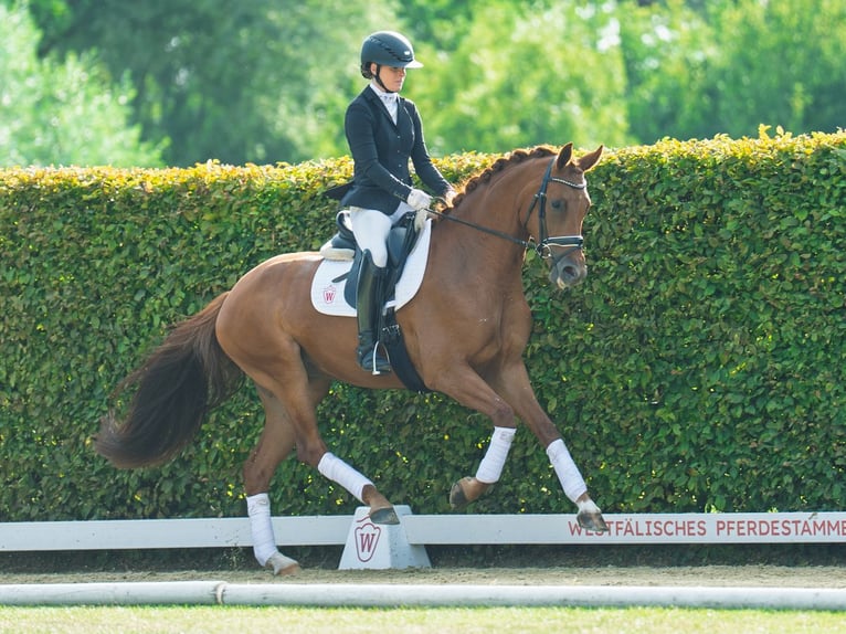 Westphalian Mare 4 years 16 hh Chestnut-Red in M&#xFC;nster-Handorf