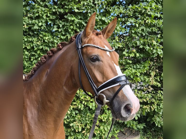 Westphalian, Mare, 4 years, 16 hh, Chestnut-Red