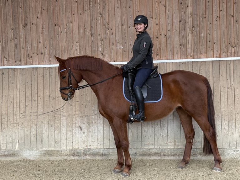 Westphalian Mare 4 years 16 hh Chestnut in Münster