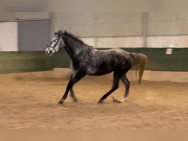 Westphalian Mare 4 years 16 hh Gray in Bruchmühlbach-Miesau