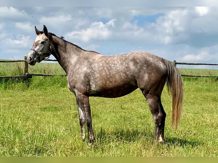 Westphalian Mare 4 years 16 hh Gray in Bruchmühlbach-Miesau