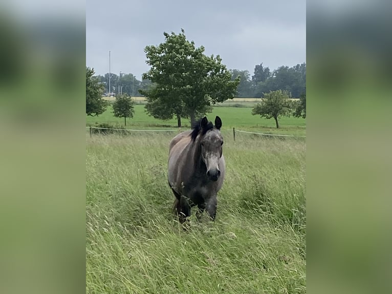 Westphalian Mare 4 years 16 hh Gray in Hohenstein