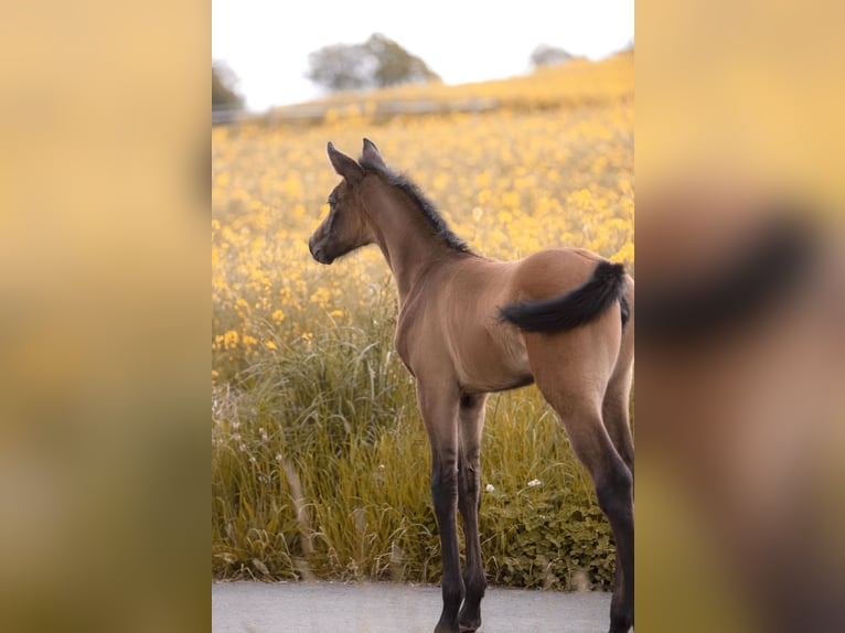 Westphalian Mare 4 years 16 hh Gray in Hohenstein