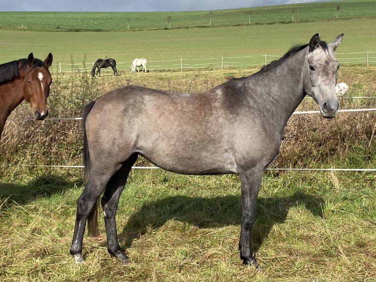 Westphalian Mare 4 years 16 hh Gray in Hohenstein