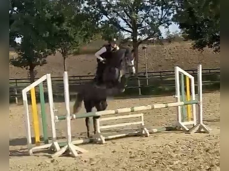 Westphalian Mare 4 years 16 hh Grey-Dapple in Telgte