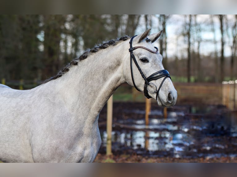 Westphalian Mare 4 years 16 hh Grey in Lienen
