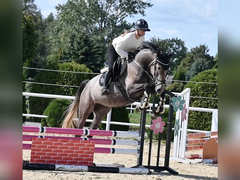 Westphalian Mare 4 years 16 hh Grey in Wysin