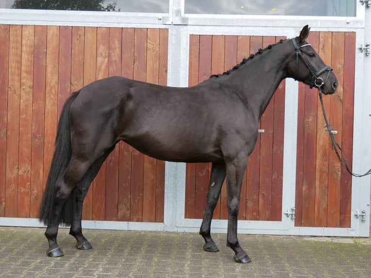 Westphalian Mare 4 years 16 hh in Dorsten