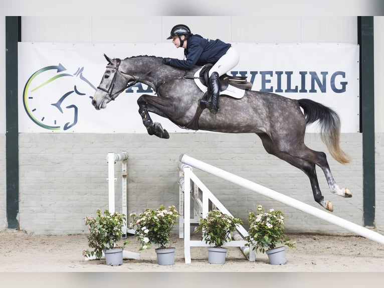 Westphalian Mare 4 years 16 hh  in WK Heerde