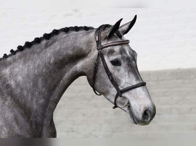 Westphalian Mare 4 years 16 hh  in WK Heerde