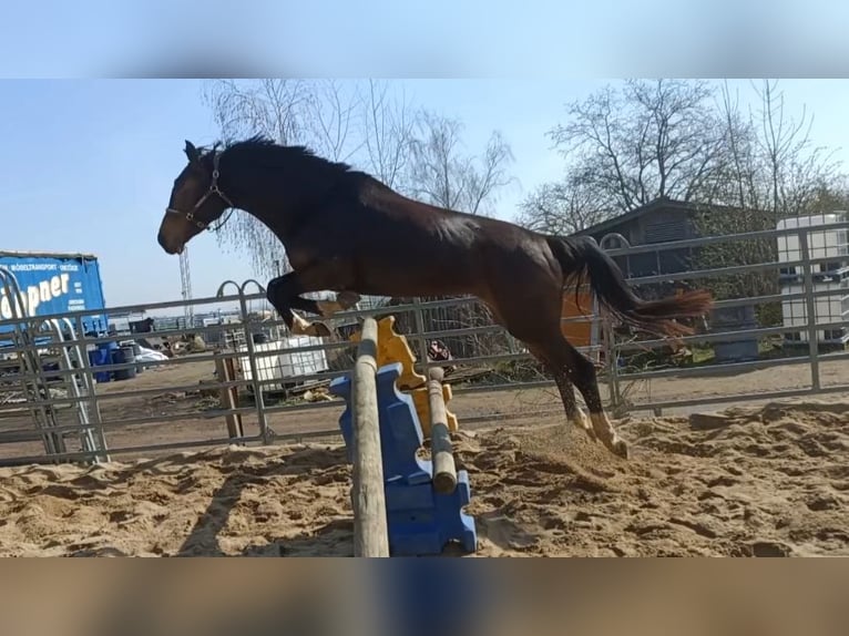 Westphalian Mare 4 years 16 hh Smoky-Black in Naundorf