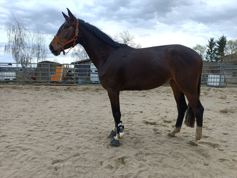 Westphalian Mare 4 years 16 hh Smoky-Black in Naundorf