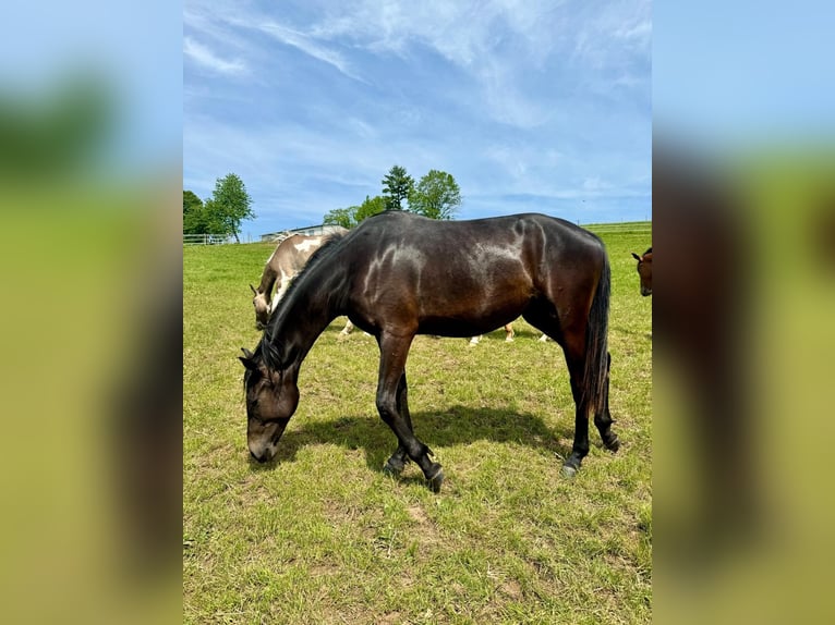 Westphalian Mare 4 years 16 hh Smoky-Black in Weiskirchen